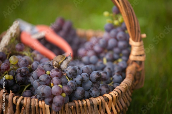 Obraz raisin corbelle