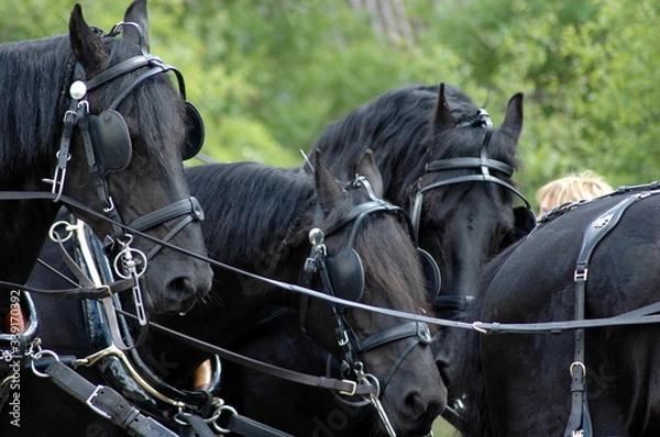 Fototapeta stagecoach
