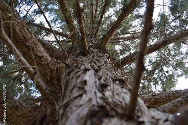 Obraz tree in the woods