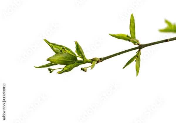 Obraz Leaves and buds isolated on white background. Macro.