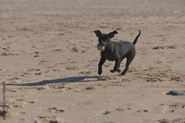 Obraz black dog on the beach