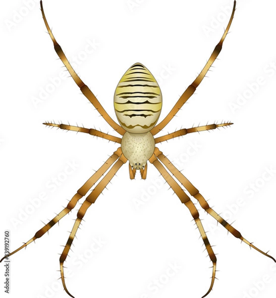 Obraz wasp-spider