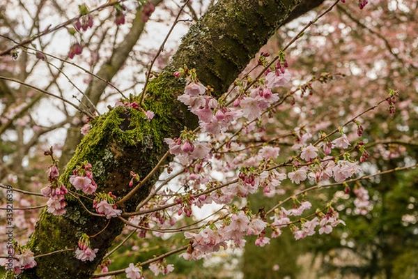 Obraz beautiful green tree with pink cherry blossoms