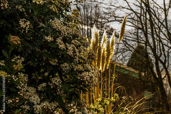 Obraz beautiful colorful flowering plants like red white purple pink green and yellow in spring