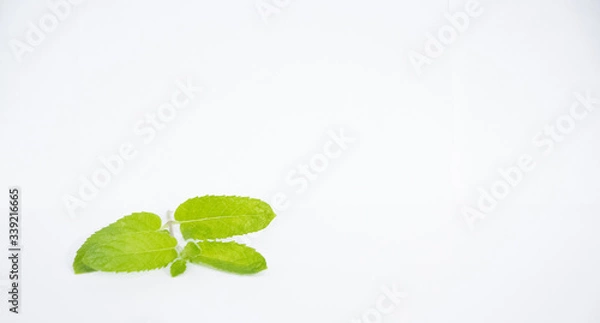 Fototapeta mint leaves against a white background