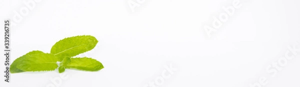 Fototapeta green mint leaves on a white background