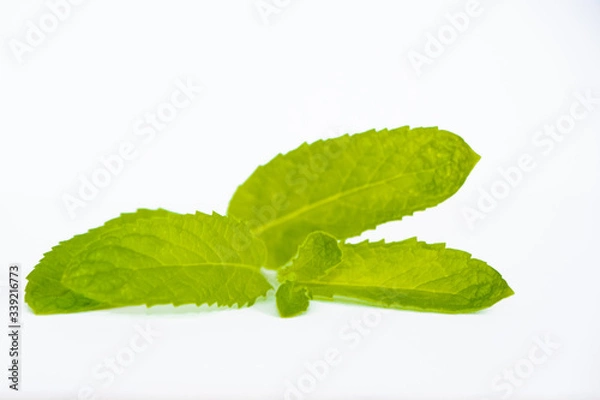 Fototapeta mint mint leaves isolated on white background