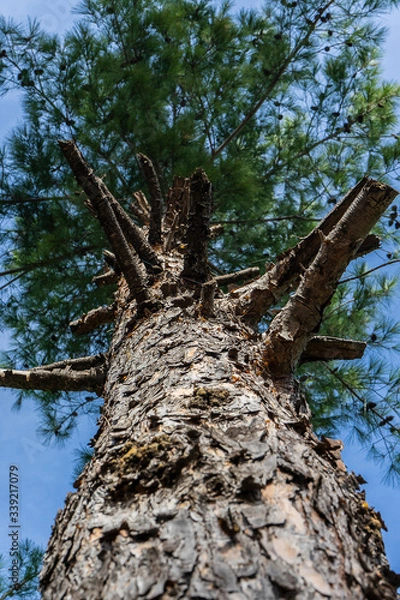Obraz beautiful green tree with pink cherry blossoms