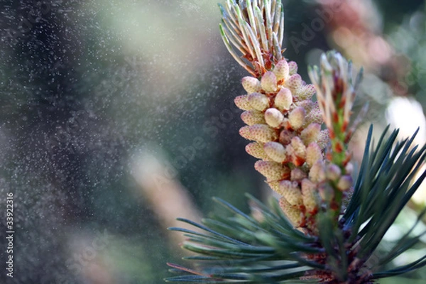 Obraz pine tree pollen