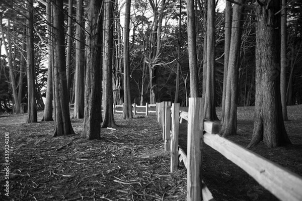 Obraz forest in winter