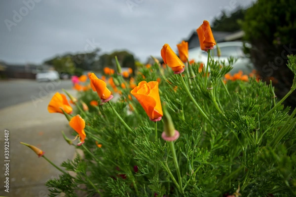 Obraz California poppy
