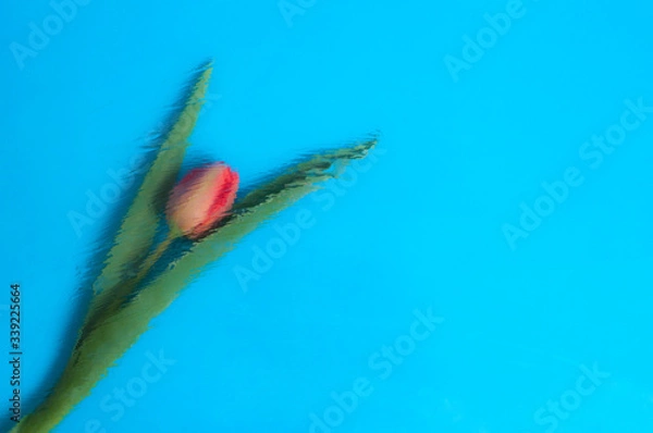 Fototapeta Red tulip on a bare background .Abstraction