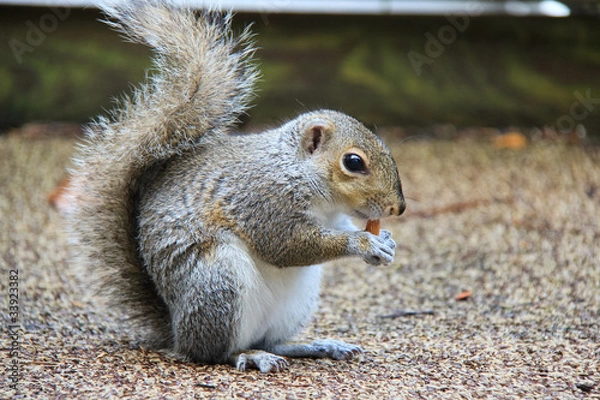 Obraz Squirrel with Almond