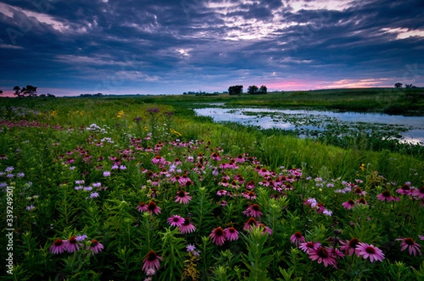 Fototapeta Clearing storm clouds at sunset over a prairie landscape of blooming native wildflowers.