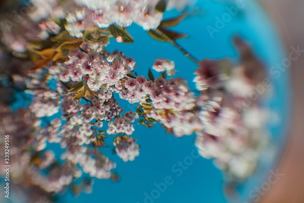 Obraz Lovely, slightly distorted view of cherry blossoms during springtime. Shallow depth of field. 