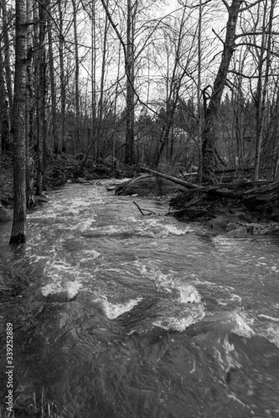 Fototapeta river in the forest