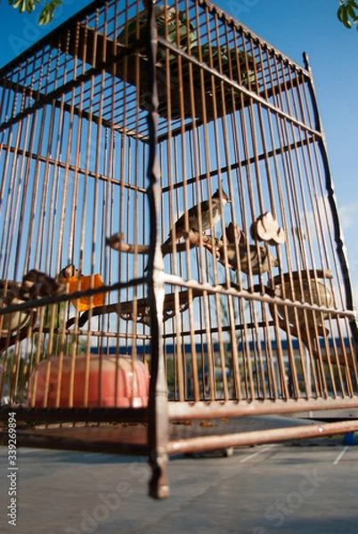 Obraz 旅先の風景：タイの町角で見かけた鳥かご
