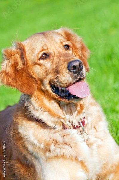 Obraz Golden Retriever