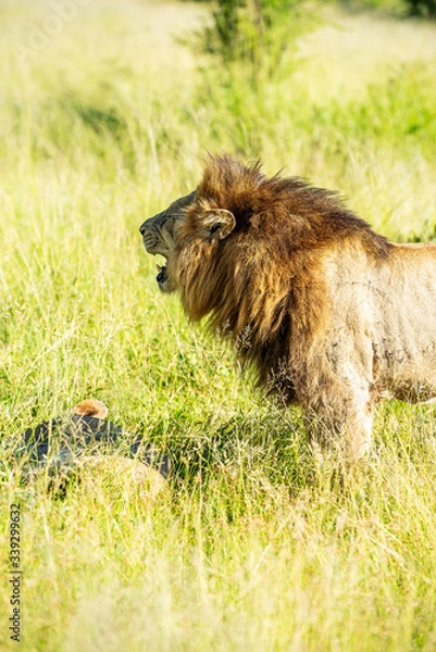 Obraz Wild lion waking up his lioness for mating in the Krugerpark, South-Africa
