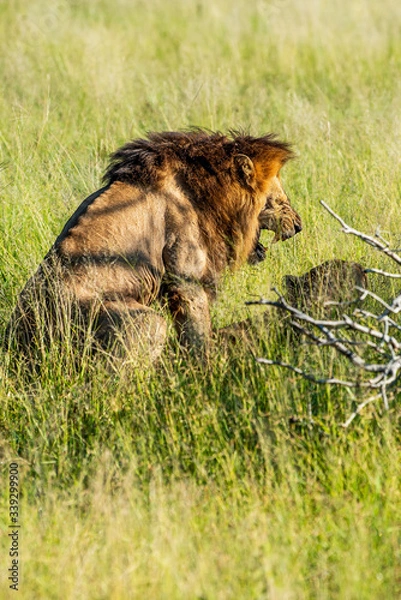 Obraz Wild lion roaring while mating with a lioness in Africa, Krugerpark