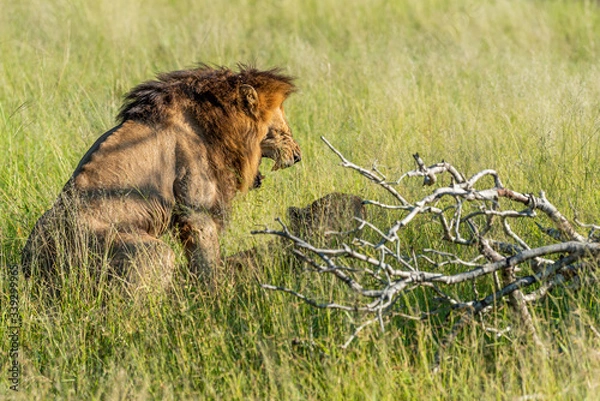 Obraz Wild lion roaring while mating with a lioness in Africa, Krugerpark