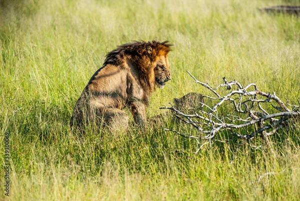 Obraz Wild lion roaring while mating with a lioness in Africa, Krugerpark