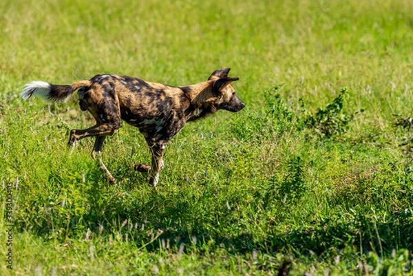 Obraz Wild dog walking through grass in South Africa on safari in the Krugerpark 