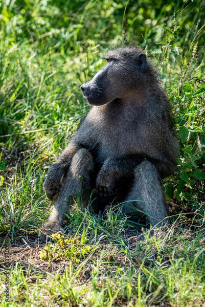 Obraz Primate sitting and relaxing in the high grass