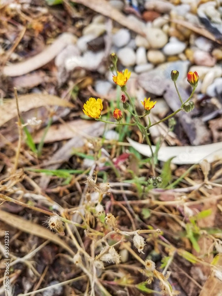 Fototapeta Smooth hawksbeard flowers
