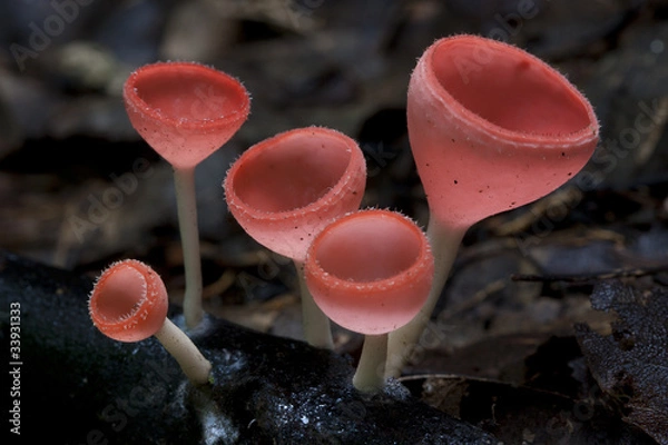 Obraz Pink Burn Cup Mushroom