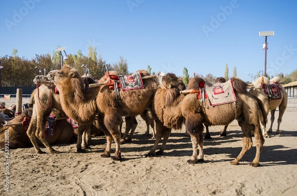Obraz Camel Herd Tour