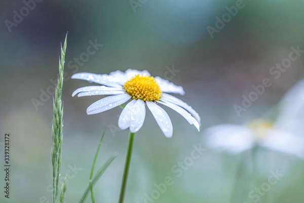 Fototapeta A spring meadow after the rain - daisies and grasses with drops