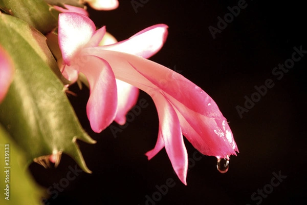 Obraz dripping nectar ii