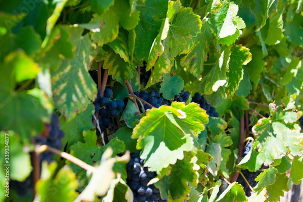 Fototapeta ripe red grapes and leaves on vine before harvest, vineyard in stellenbosch, south africa