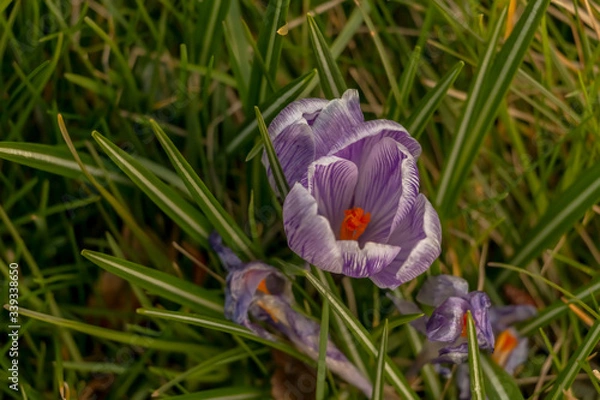 Obraz yellow and purple crocuses growing on the ground in early spring. First spring flowers blooming in garden. Spring meadow full of violet and yellow crocuses, Bunch of crocuses. Yellow crocus blossom