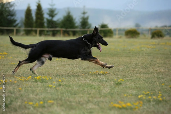 Fototapeta German shepherd with shiny black coat running on meadow with aport in his mouth 