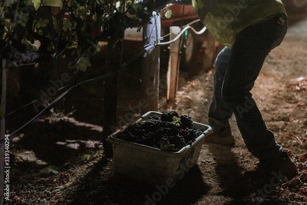 Fototapeta Red grapes close up with immigrant hands at dawn harvest in wine country