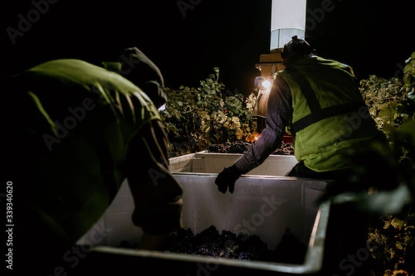 Fototapeta Red grapes close up with immigrant hands at dawn harvest in wine country
