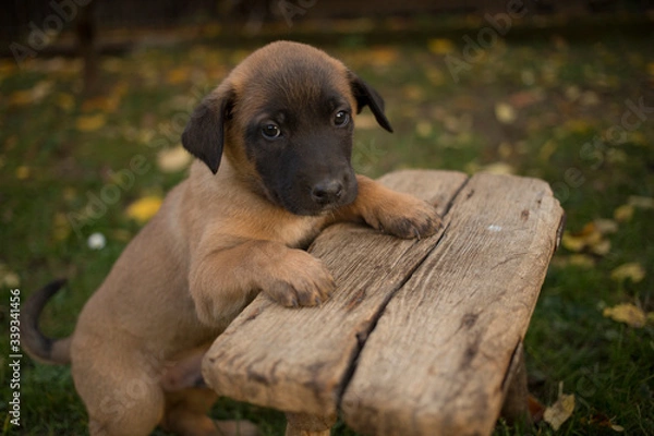 Fototapeta adorable Belgian Malinois puppy stands on bench