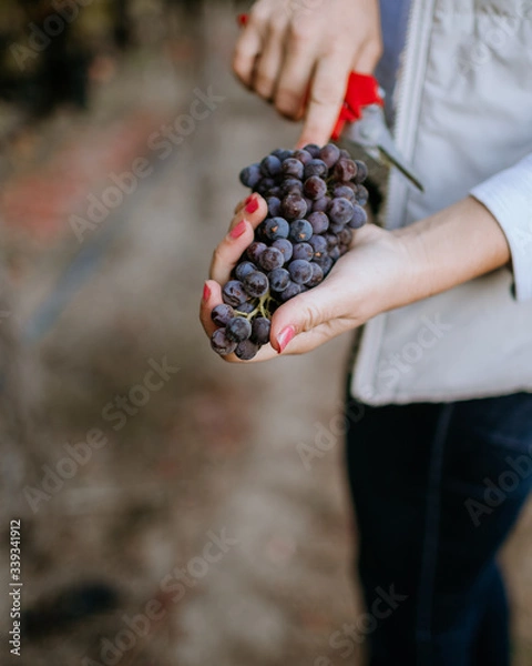 Fototapeta Female hands hold clusters of red grapes in the vineyard.