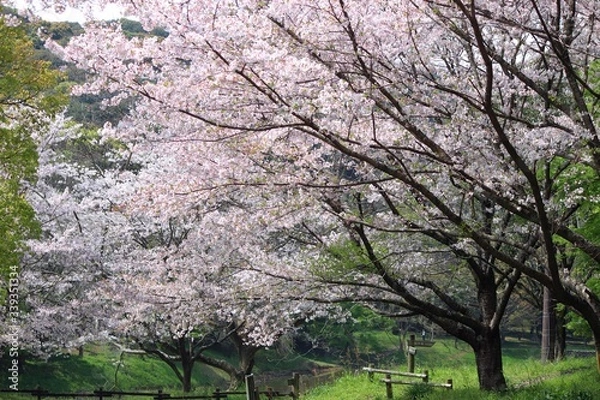 Obraz 万石池の桜並木