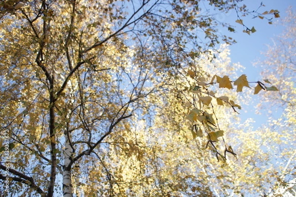 Obraz tree in the sky