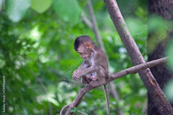 Fototapeta 可愛いサル