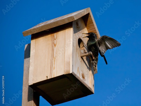 Obraz birdhouse with blackbird