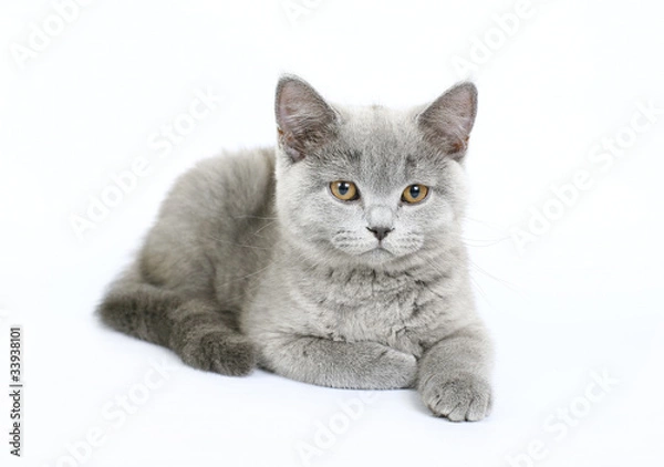 Fototapeta British kitten on white background