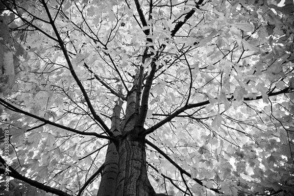 Fototapeta Sugar Maple Tree (Acer saccharum) Leaves in Queens Royal Park, Niagara on the Lake, Ontario, CAN
