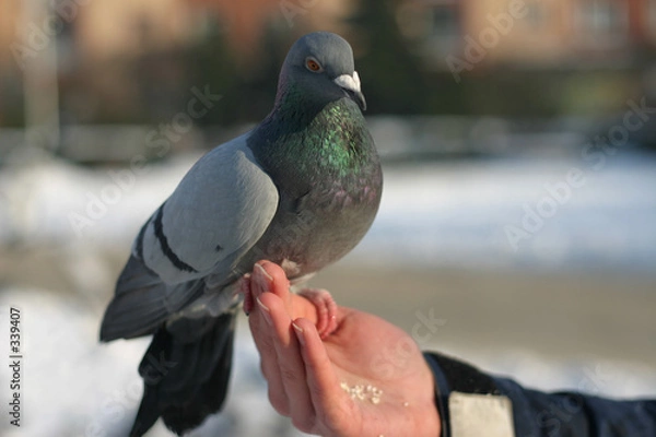 Obraz pidgeon
