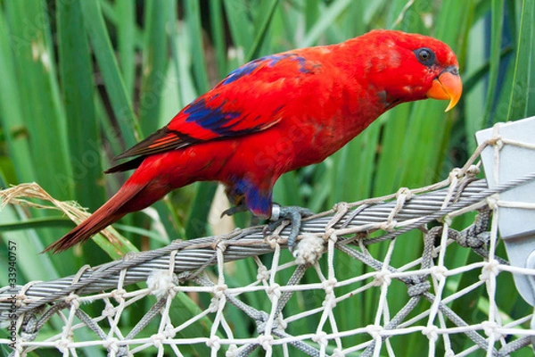 Obraz Королевский попугай