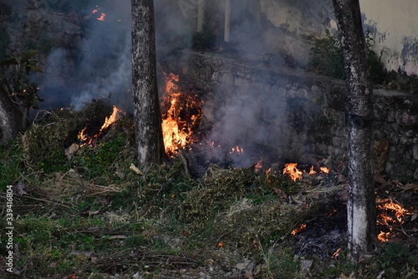 Obraz Fire Forest Jungle Nature