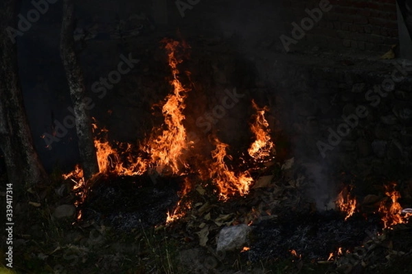 Obraz Fire Forest Jungle Nature